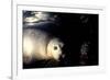 Grey Seals Halichoerus Grypus under Water-Darroch Donald-Framed Photographic Print