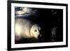 Grey Seals Halichoerus Grypus under Water-Darroch Donald-Framed Photographic Print