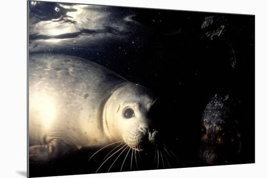 Grey Seals Halichoerus Grypus under Water-Darroch Donald-Mounted Photographic Print