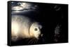 Grey Seals Halichoerus Grypus under Water-Darroch Donald-Framed Stretched Canvas