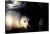 Grey Seals Halichoerus Grypus under Water-Darroch Donald-Stretched Canvas