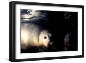 Grey Seals Halichoerus Grypus under Water-Darroch Donald-Framed Premium Photographic Print