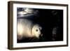 Grey Seals Halichoerus Grypus under Water-Darroch Donald-Framed Photographic Print