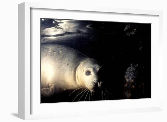 Grey Seals Halichoerus Grypus under Water-Darroch Donald-Framed Photographic Print