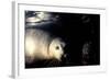 Grey Seals Halichoerus Grypus under Water-Darroch Donald-Framed Photographic Print