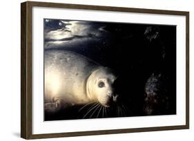 Grey Seals Halichoerus Grypus under Water-Darroch Donald-Framed Photographic Print