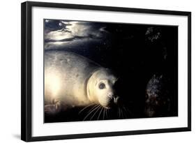 Grey Seals Halichoerus Grypus under Water-Darroch Donald-Framed Photographic Print