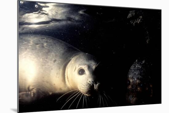 Grey Seals Halichoerus Grypus under Water-Darroch Donald-Mounted Photographic Print