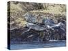 Grey Seals, Isles of Scilly, Cornwall, United Kingdom, Europe-Robert Harding-Stretched Canvas