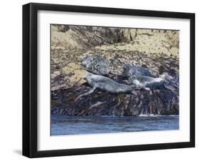 Grey Seals, Isles of Scilly, Cornwall, United Kingdom, Europe-Robert Harding-Framed Photographic Print