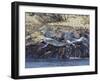 Grey Seals, Isles of Scilly, Cornwall, United Kingdom, Europe-Robert Harding-Framed Photographic Print