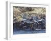 Grey Seals, Isles of Scilly, Cornwall, United Kingdom, Europe-Robert Harding-Framed Photographic Print