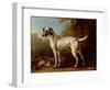 Grey Spotted Hound, 1738-John Wootton-Framed Giclee Print