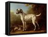 Grey Spotted Hound, 1738-John Wootton-Framed Stretched Canvas