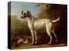 Grey Spotted Hound, 1738-John Wootton-Stretched Canvas