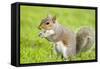 Grey Squirrel Eating on Lawn-null-Framed Stretched Canvas