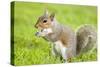 Grey Squirrel Eating on Lawn-null-Stretched Canvas