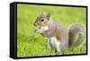 Grey Squirrel Eating on Lawn-null-Framed Stretched Canvas