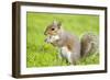 Grey Squirrel Eating on Lawn-null-Framed Photographic Print