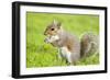 Grey Squirrel Eating on Lawn-null-Framed Photographic Print
