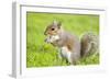Grey Squirrel Eating on Lawn-null-Framed Photographic Print