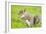 Grey Squirrel Eating on Lawn-null-Framed Photographic Print