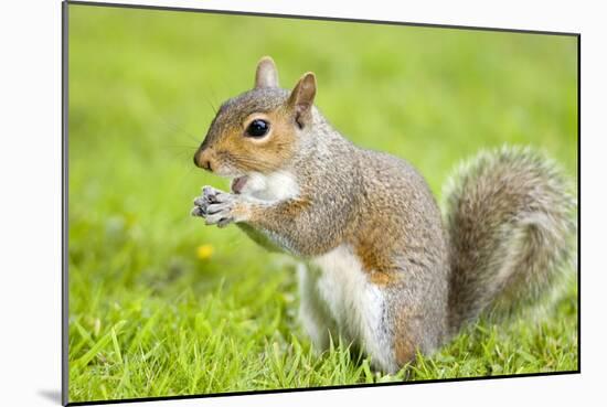 Grey Squirrel Eating on Lawn-null-Mounted Photographic Print