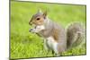 Grey Squirrel Eating on Lawn-null-Mounted Photographic Print