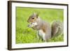 Grey Squirrel Eating on Lawn-null-Framed Photographic Print