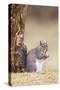 Grey Squirrel Feeding at Base of Tree-null-Stretched Canvas