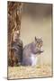 Grey Squirrel Feeding at Base of Tree-null-Mounted Photographic Print