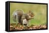 Grey Squirrel Finding Acorn Amongst Autumn Leaves-null-Framed Stretched Canvas