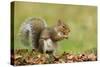 Grey Squirrel Finding Acorn Amongst Autumn Leaves-null-Stretched Canvas