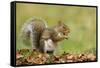 Grey Squirrel Finding Acorn Amongst Autumn Leaves-null-Framed Stretched Canvas