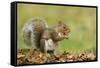 Grey Squirrel Finding Acorn Amongst Autumn Leaves-null-Framed Stretched Canvas