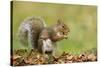 Grey Squirrel Finding Acorn Amongst Autumn Leaves-null-Stretched Canvas