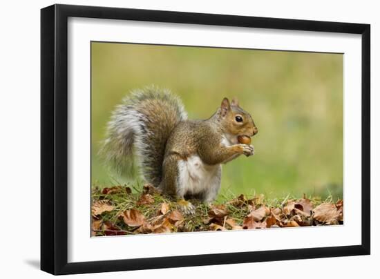 Grey Squirrel Finding Acorn Amongst Autumn Leaves-null-Framed Photographic Print