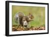 Grey Squirrel Finding Acorn Amongst Autumn Leaves-null-Framed Photographic Print