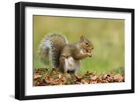 Grey Squirrel Finding Acorn Amongst Autumn Leaves-null-Framed Photographic Print