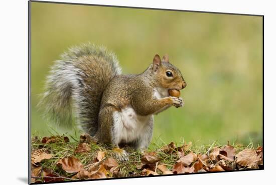 Grey Squirrel Finding Acorn Amongst Autumn Leaves-null-Mounted Photographic Print