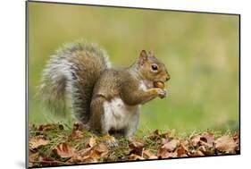 Grey Squirrel Finding Acorn Amongst Autumn Leaves-null-Mounted Photographic Print