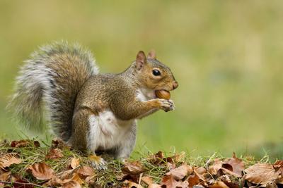 &lsquo;Grey Squirrel Finding Acorn Amongst Autumn Leaves&rsquo; Photographic Print