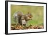 Grey Squirrel Finding Acorn Amongst Autumn Leaves-null-Framed Photographic Print