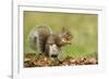 Grey Squirrel Finding Acorn Amongst Autumn Leaves-null-Framed Photographic Print