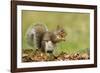 Grey Squirrel Finding Acorn Amongst Autumn Leaves-null-Framed Photographic Print