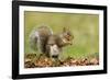 Grey Squirrel Finding Acorn Amongst Autumn Leaves-null-Framed Photographic Print