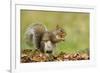 Grey Squirrel Finding Acorn Amongst Autumn Leaves-null-Framed Photographic Print