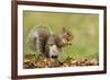 Grey Squirrel Finding Acorn Amongst Autumn Leaves-null-Framed Photographic Print