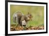 Grey Squirrel Finding Acorn Amongst Autumn Leaves-null-Framed Photographic Print