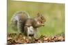 Grey Squirrel Finding Acorn Amongst Autumn Leaves-null-Mounted Photographic Print